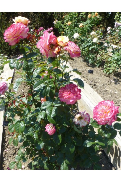 Рясне цвітіння куща троянди Ювілей Кордеса 